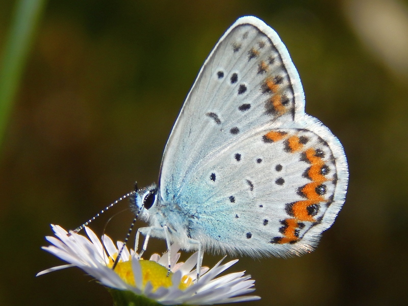 1 Plebejus da ID